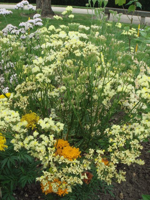 Limonium sinuatum 'Forever Moonlight'